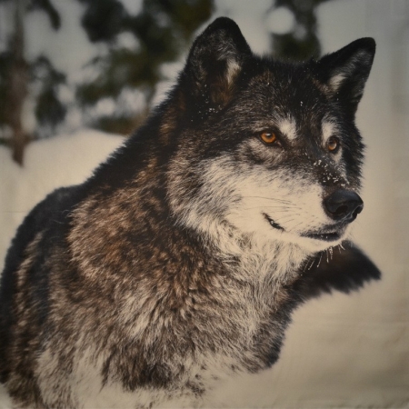 Schwarz wolf